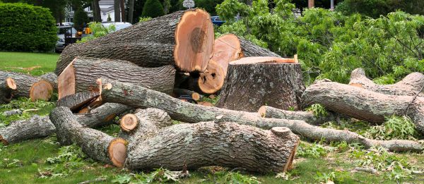 Large Tree Removal in Sun City