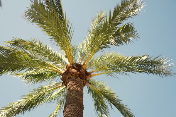 Palm Tree Removal in Sun City