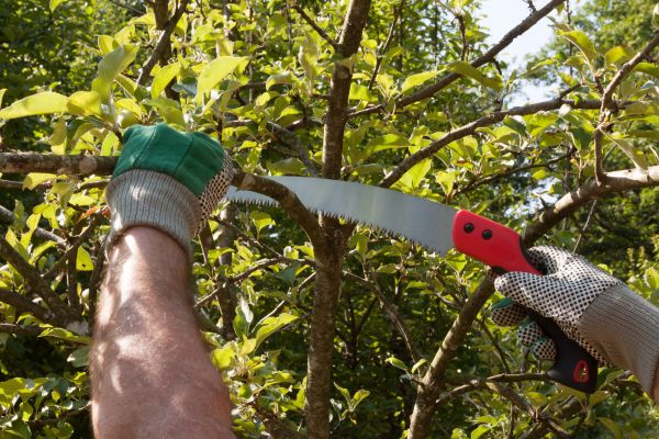 Small Tree Removal in Sun City