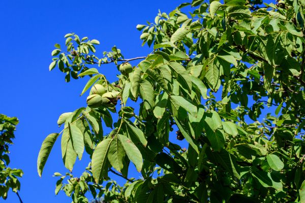 Cost of Walnut Tree Removal in Sun City