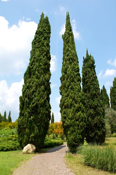 Cost of Cypress Tree Removal in Sun City