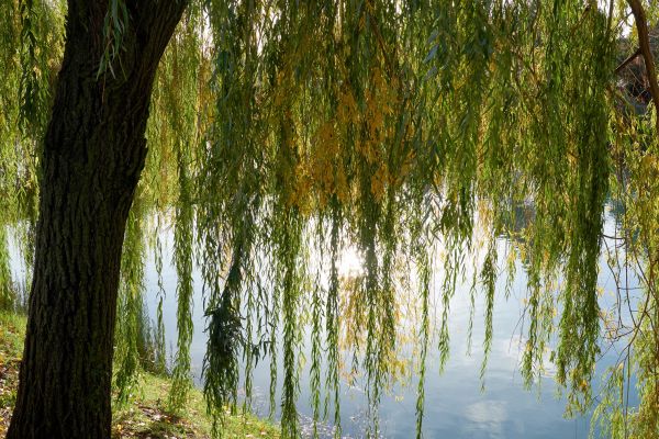 Cost of Willow Tree Removal in Sun City