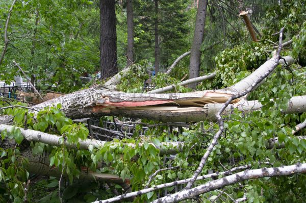Birch Tree Removal in Sun City