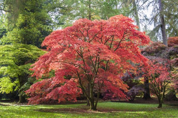 Cost of Maple Tree Removal in Sun City