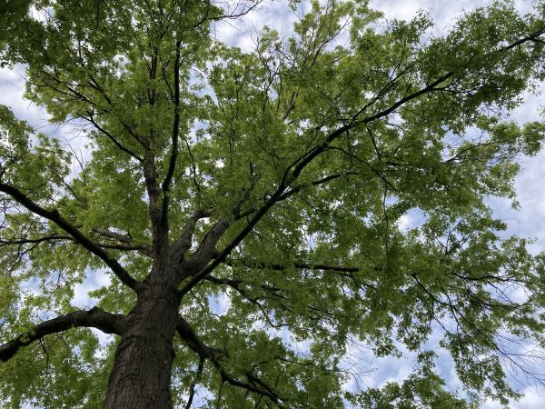 Cost of Oak Tree Removal in Sun City