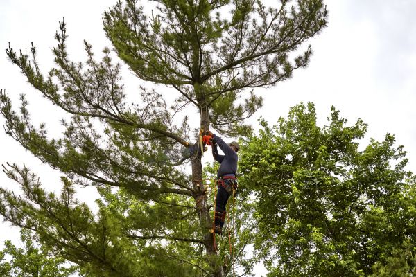 Cost of Pine Tree Removal in Sun City