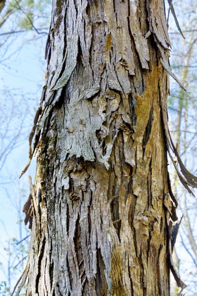 Hickory Tree Removal in Sun City