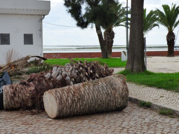 Palm Trees Removal in Sun City