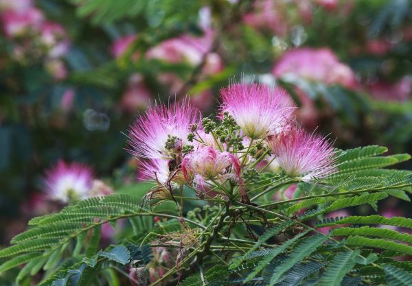 Mimosa Tree Removal in Sun City