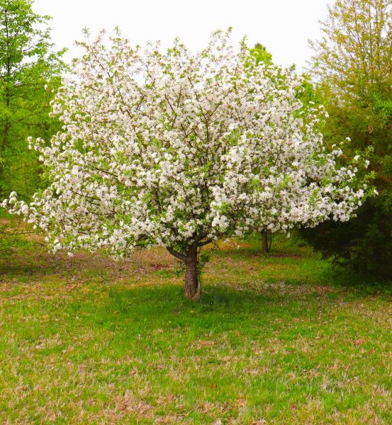 Dogwood Tree Removal in Sun City