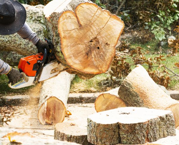 Tree Removal Service in Sun City