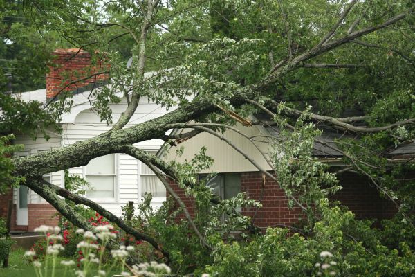Emergency Tree Removal in Sun City