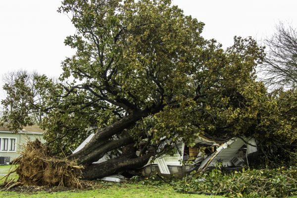 Fallen Tree Removal in Sun City