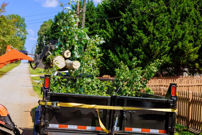 Dogwood Tree Removal