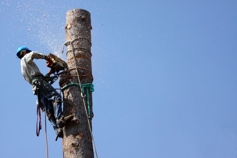 Commercial Property Tree Clearance
