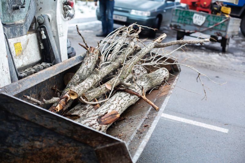 Tree Removal Equipment in Action