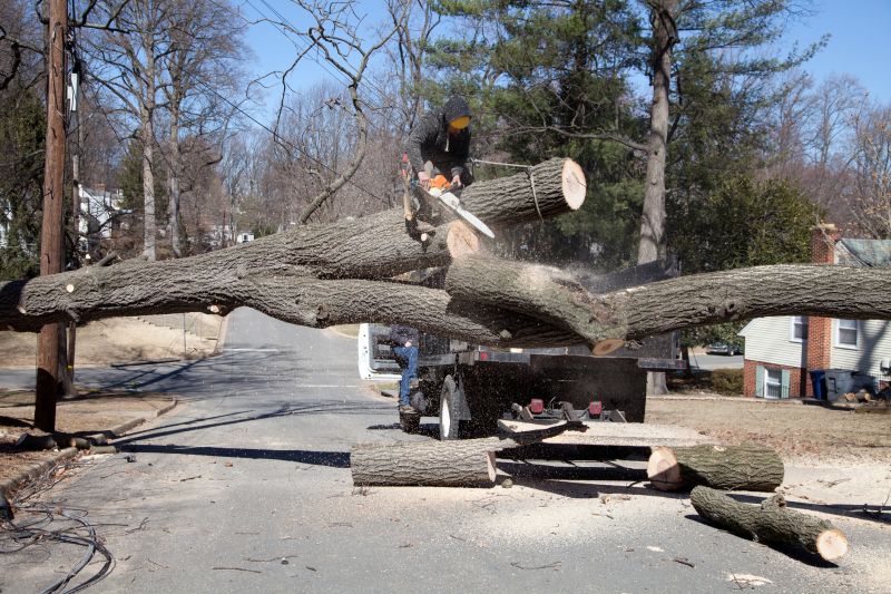 Tree Removal Crew at Work