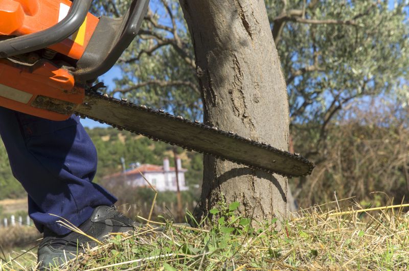 Spring Tree Cutting