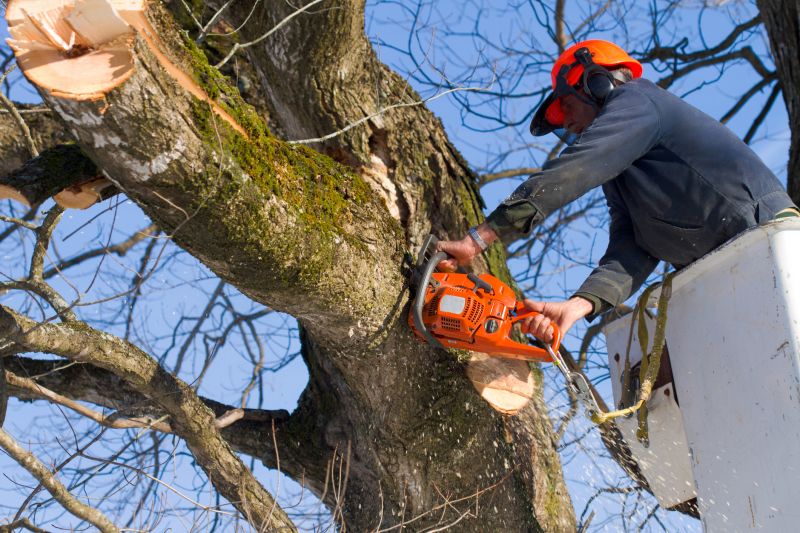 Before Tree Removal