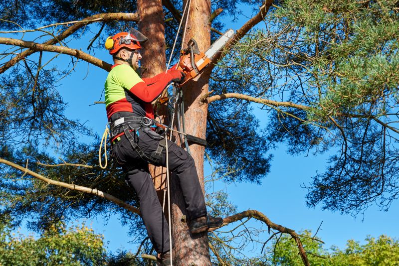 Tree Health Assessments