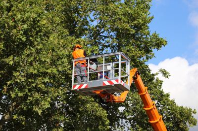 Assessing Tree Risk
