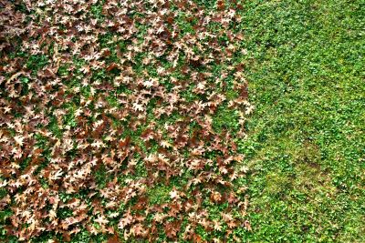 Preparing Your Landscape