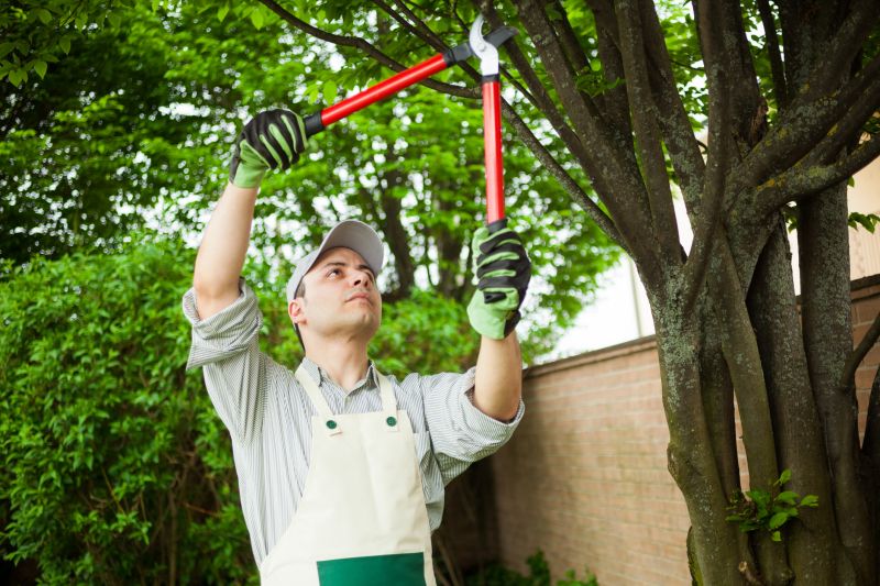 Willow Tree Removal