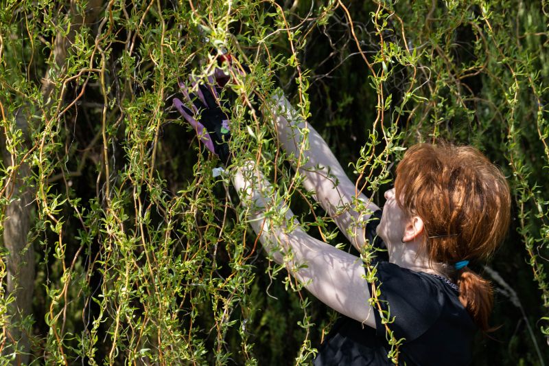 Willow Tree Removal